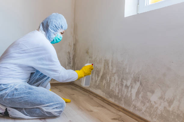 Mold Remediation specialist working in Kilmarnock